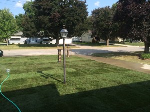 Grass! Actual grass!