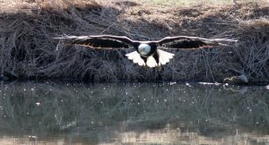 Eagle1