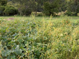 Abandoned Plot = Bad