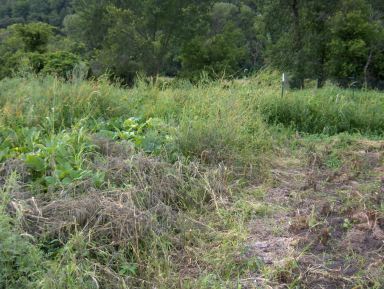 Right Side = Well Tended Plot,  Left Side = Machete Playground
