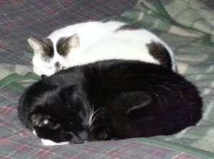 Our cats doing what they do best.