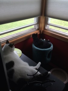 This is what June was like around the house.